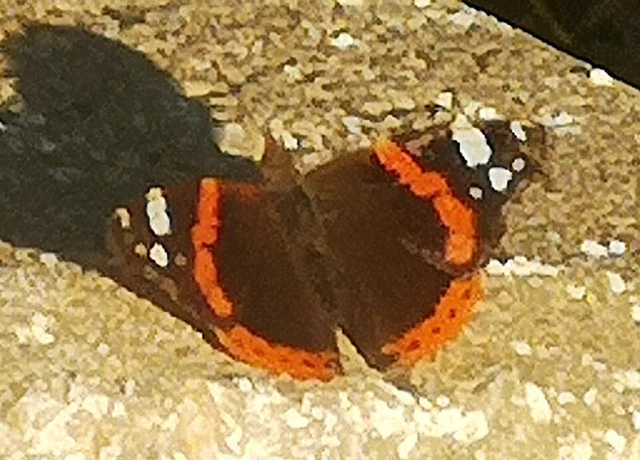 Vanessa atalanta - atalantalepke