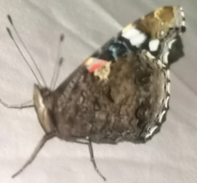 Vanessa atalanta - atalantalepke