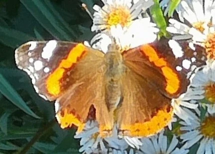 Vanessa atalanta - atalantalepke