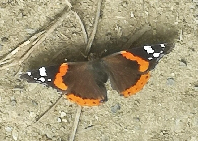 Vanessa atalanta - atalantalepke
