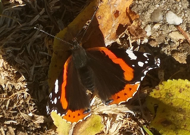 Vanessa atalanta - atalantalepke