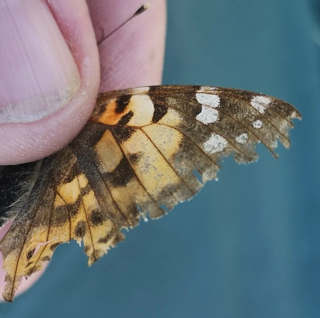 Vanessa cardui - bogáncslepke