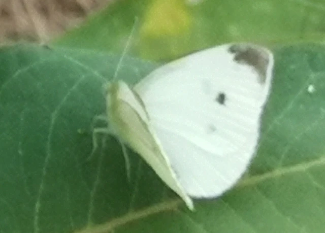 Pieris rapae - répalepke