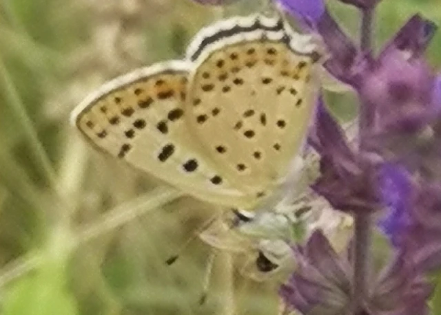 Lycaena tityrus - barna tűzlepke