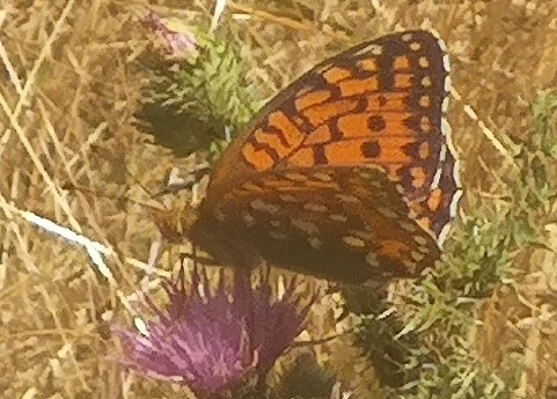 Argynnis aglaja - kerekfoltú gyöngyházlepke