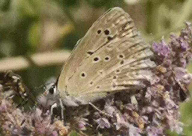 Polyommatus daphnis - csipkés boglárka