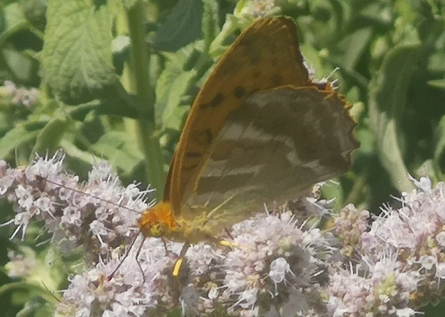 Argynnis paphia - nagy gyöngyházlepke
