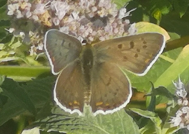 Lycaena tityrus - barna tűzlepke