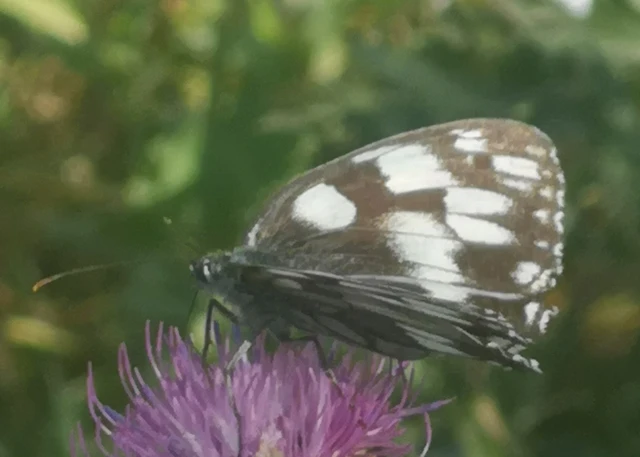 Melanargia galathea - sakktáblalepke