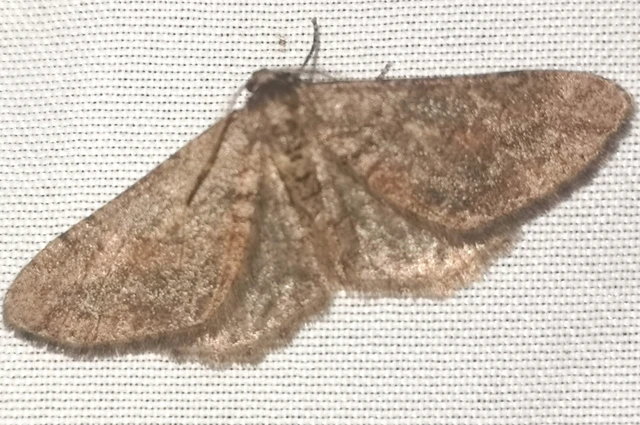 Agriopis bajaria - kökény-téliaraszoló