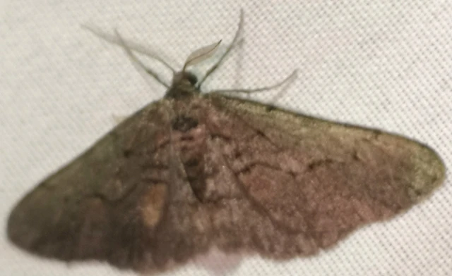 Agriopis bajaria - kökény-téliaraszoló