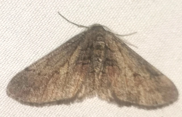 Agriopis bajaria - kökény-téliaraszoló