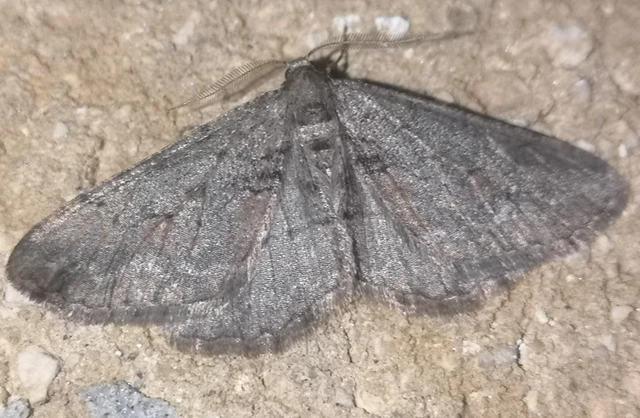 Agriopis bajaria - kökény-téliaraszoló