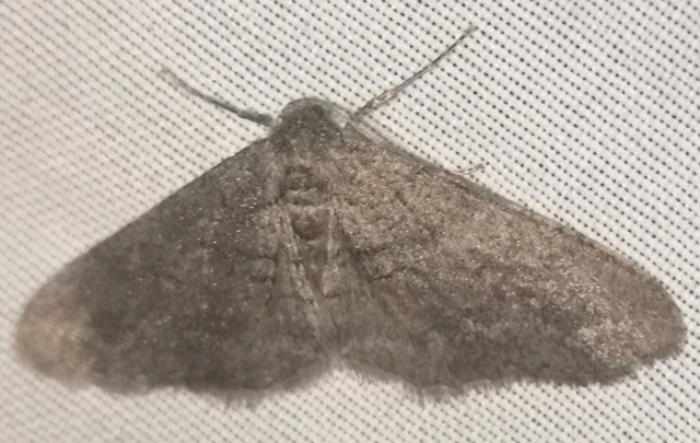 Agriopis bajaria - kökény-téliaraszoló