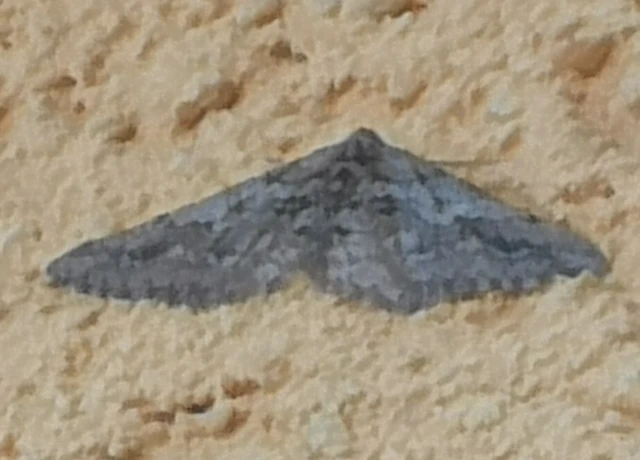 Agriopis bajaria - kökény-téliaraszoló