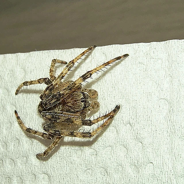 Larinioides ixobolus - ereszalji keresztespók