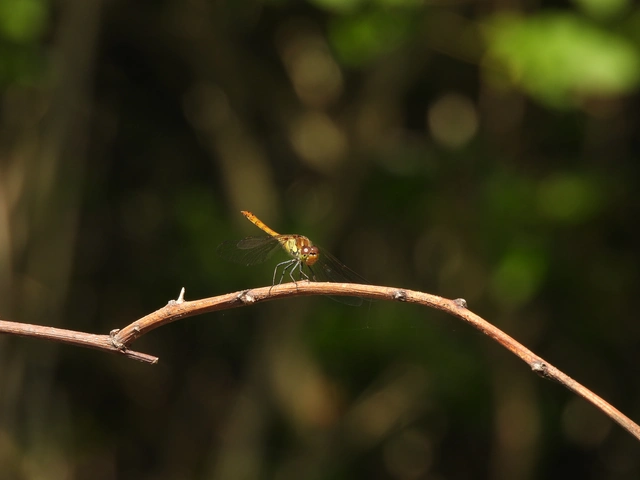 Sympetrum striolatum - harántsávos katona-szitakötő