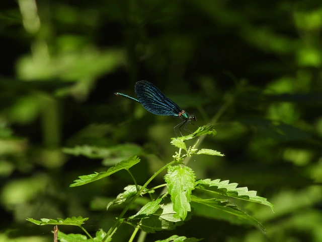 Calopteryx virgo - kisasszony-szitakötő