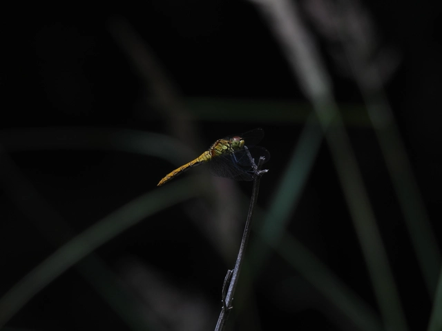 Sympetrum sanguineum - vörös katona-szitakötő