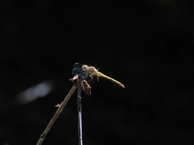 Sympetrum meridionale - fakó katona-szitakötő