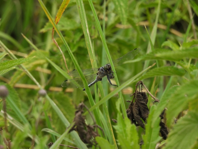 Orthetrum cancellatum - feketefarkú pásztorszitakötő