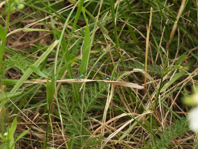 Ischnura elegans pontica - kéköves légivadász