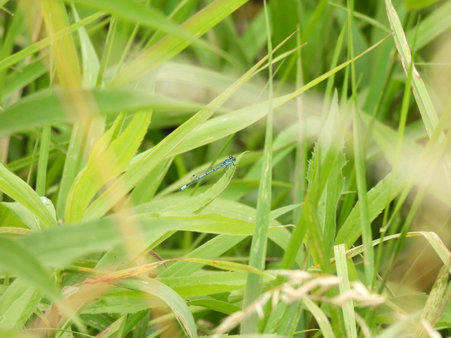 Coenagrion puella - azúrkék légivadász
