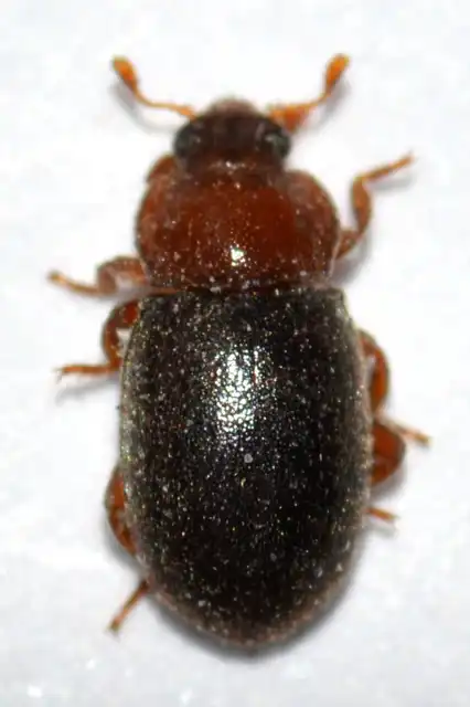 Tetrabrachys connatus - pusztai földiböde