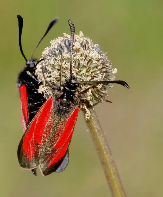 Zygaena minos/purpuralis