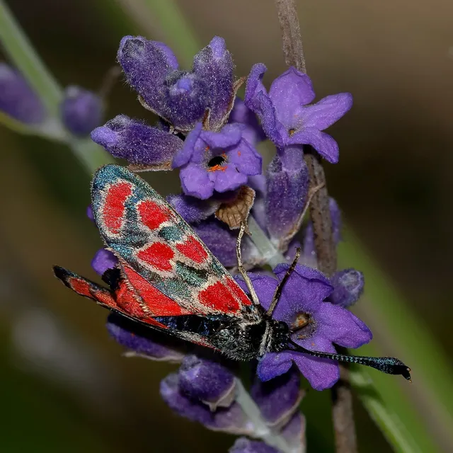 Zygaena carniolica - fehérgyűrűs csüngőlepke
