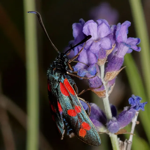Zygaena filipendulae - acélszínű csüngőlepke