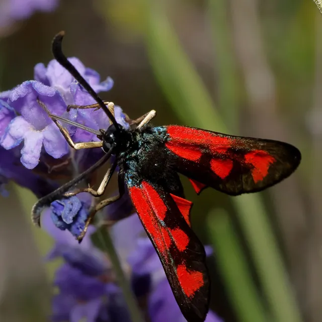 Zygaena loti - közönséges csüngőlepke