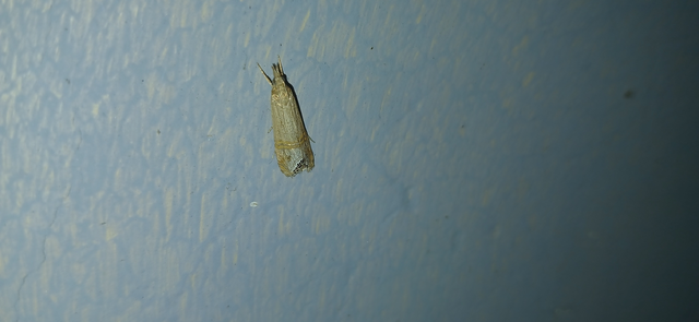 Euchromius ocellea - ezüstcsíkos mozaikmoly