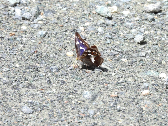 Apatura iris - nagy színjátszólepke