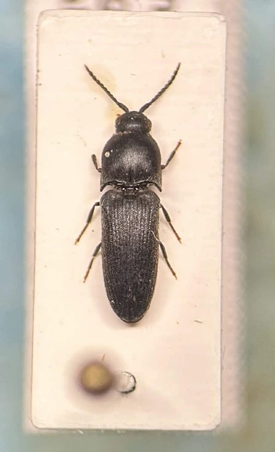 Dromaeolus barnabita - csuhás tövisnyakúbogár