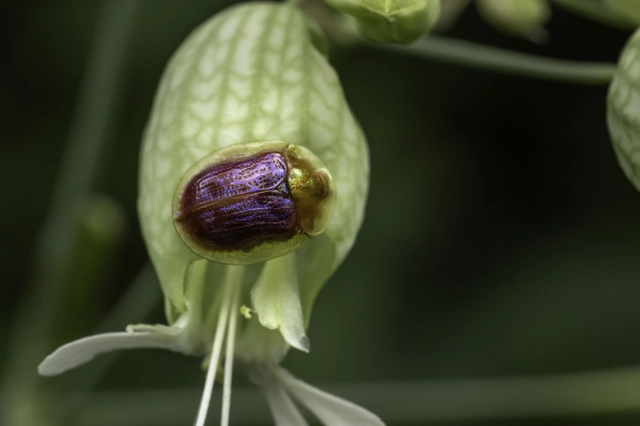 Cassida azurea - ezüstfényű pajzsbogár