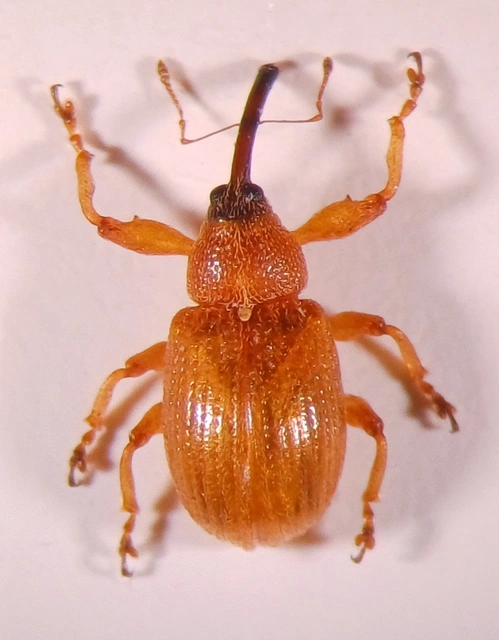 Anthonomus phyllocola - fenyőbarkarontó ormányos Anthonomus phyllocola - fenyőbarkarontó ormányos