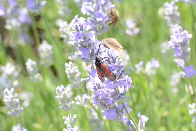Zygaena loti - közönséges csüngőlepke