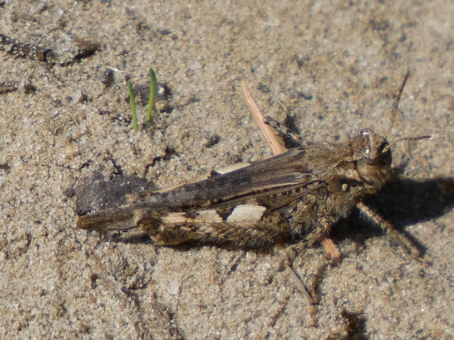 Acrotylus insubricus - önbeásósáska