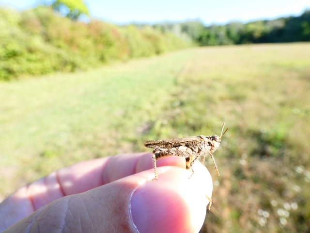 Acrotylus insubricus - önbeásósáska