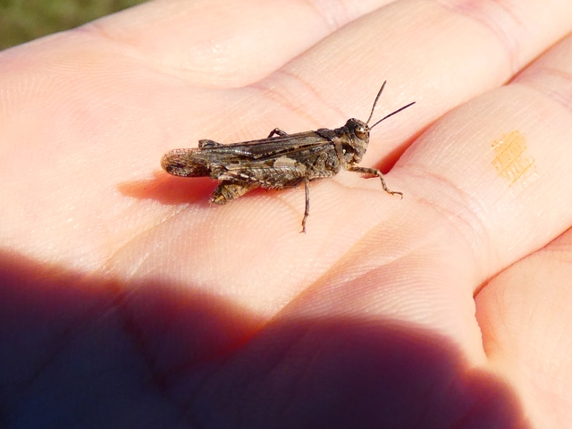 Acrotylus insubricus - önbeásósáska