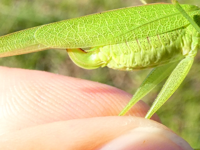 Phaneroptera nana - pontozott repülőszöcske