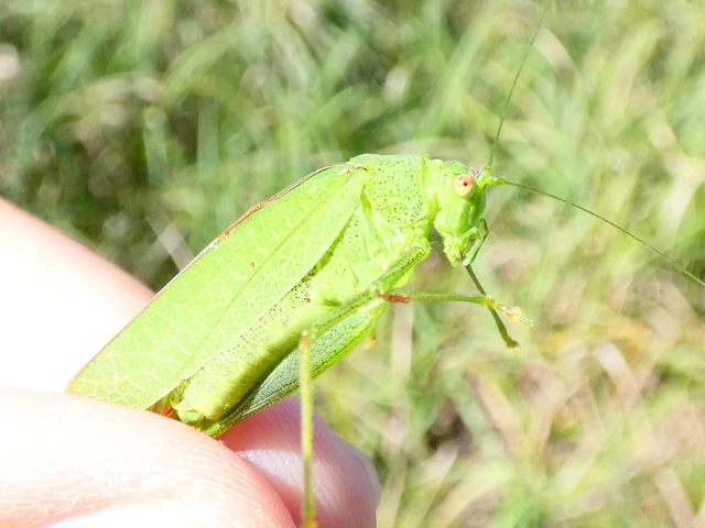 Phaneroptera nana - pontozott repülőszöcske