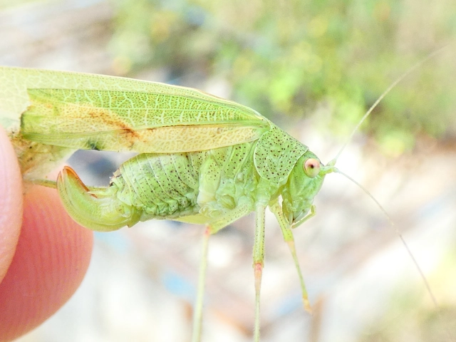 Phaneroptera nana - pontozott repülőszöcske