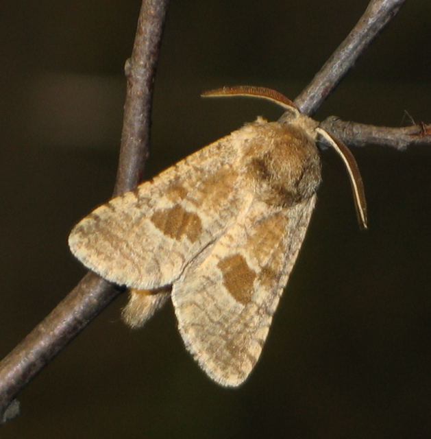 Paracossulus thrips - sztyepplepke