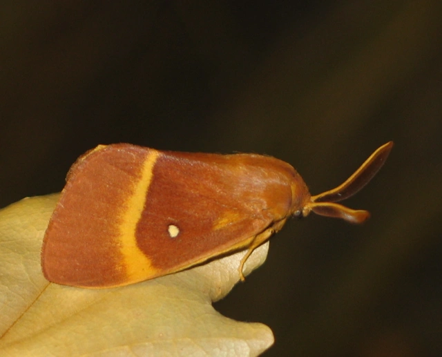 Lasiocampa quercus - tölgyfaszövő