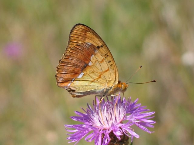 Argynnis laodice - keleti gyöngyházlepke