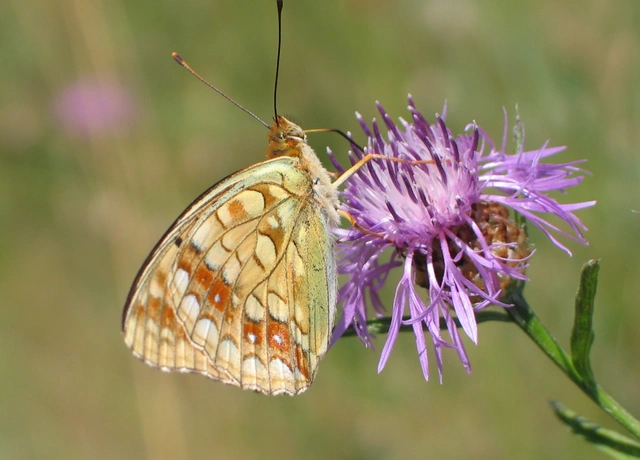 Argynnis adippe - ezüstös gyöngyházlepke