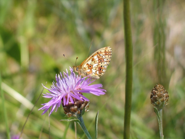 Boloria selene - fakó gyöngyházlepke