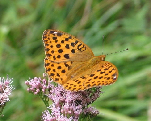 Argynnis laodice - keleti gyöngyházlepke